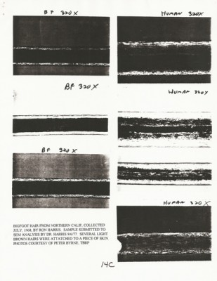 BigFoot Encyclopedia_Page_0594.jpg