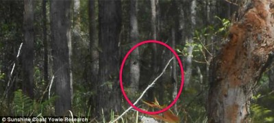 Another supposed sighting of a yowie from earlier this year on the Sunshine Coast