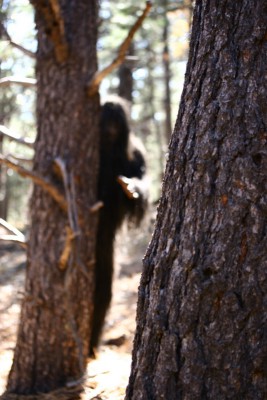 Devil_forest.jpg
