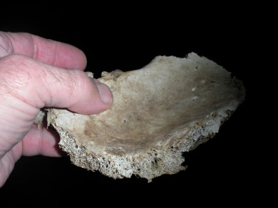Bone found at the base of the camera tree, Jan. 2001