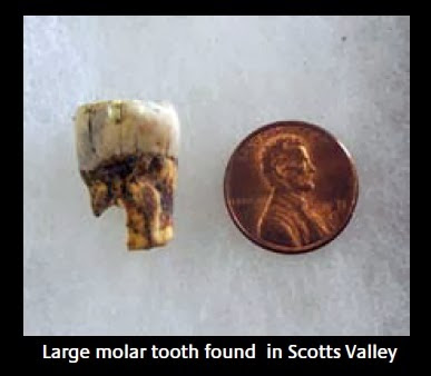 tooth (2).jpg