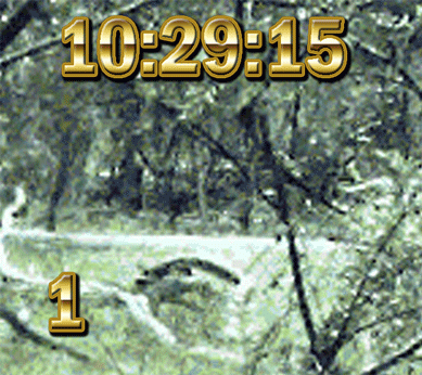 YowiisCaptures-%28smaller%29.gif