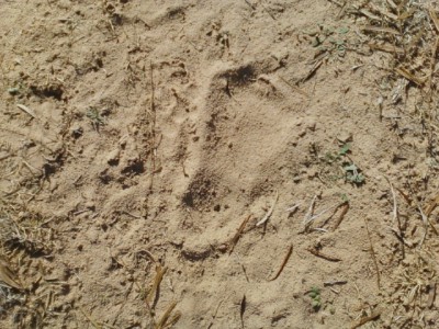 footprint.jpeg