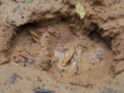 100_0056a.JPG (119.18 KiB) Viewed 12151 times 100_0056a.JPG