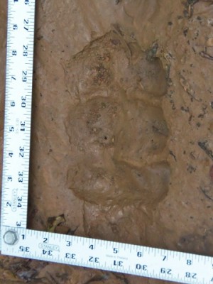 100_0058.JPG (109.71 KiB) Viewed 11892 times 100_0058.JPG