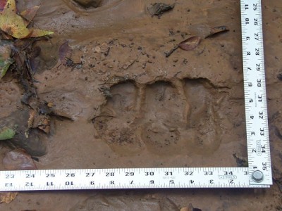 100_0056.JPG (172.59 KiB) Viewed 10922 times 100_0056.JPG