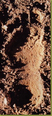14-1/2 inch Bigfoot footprint found by Peter Byrne's Bigfoot<br />research team in the Six Rivers National Forest in Northern<br />Califonia in 1961