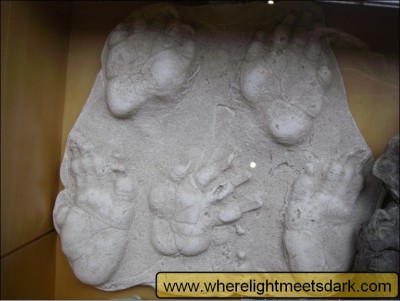 44_wombat_footprint_plaster_casts_from_parks_office.jpg