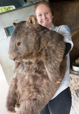 wombat-pic.JPG