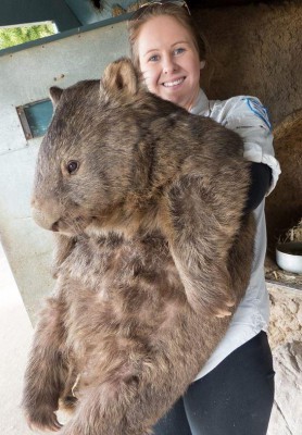 wombat-pic.JPG