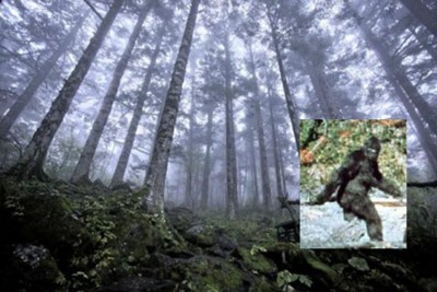 Virgin forest at approximately 8,200 feet (2,500 meters) above sea level in Shennongjia nature reserve in Hubei, China, on Oct. 3, 2012. (Evilbish/Wikimedia Commons). Inset: A supposed photograph of Bigfoot (public domain).