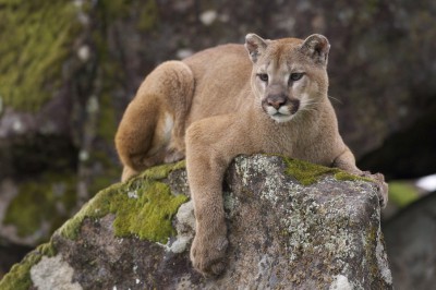 mountain-lion (1).jpg