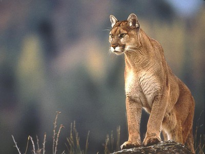 Mountain-Lion-Desktop-Wallpaper-HD.jpg