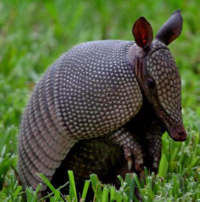 armadillo.jpg (46.27 KiB) Viewed 13143 times armadillo.jpg