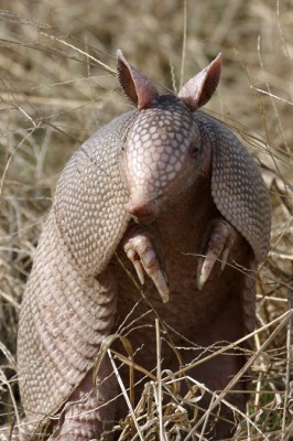 armadillo_2145.jpg (181.87 KiB) Viewed 16490 times armadillo_2145.jpg