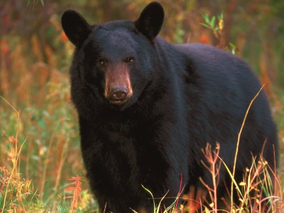 Black_Bear_Tennessee-1600x1200.jpg