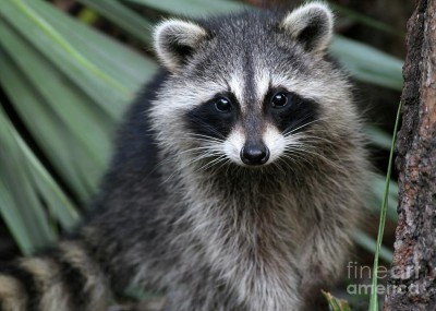 curious-racoon-sabrina-ryan.jpg