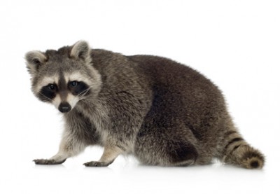 racoon.jpg