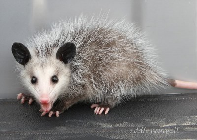 Possum79765x75-15-10800sign.jpg (120.95 KiB) Viewed 38712 times Possum79765x75-15-10800sign.jpg