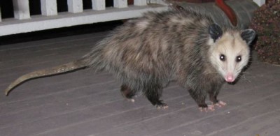 possum (1).jpg (31.58 KiB) Viewed 78779 times possum (1).jpg