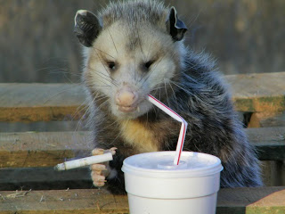 possum (2).jpg