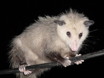 possum.jpg (125.42 KiB) Viewed 78779 times possum.jpg